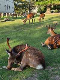 Universal Nights🌙