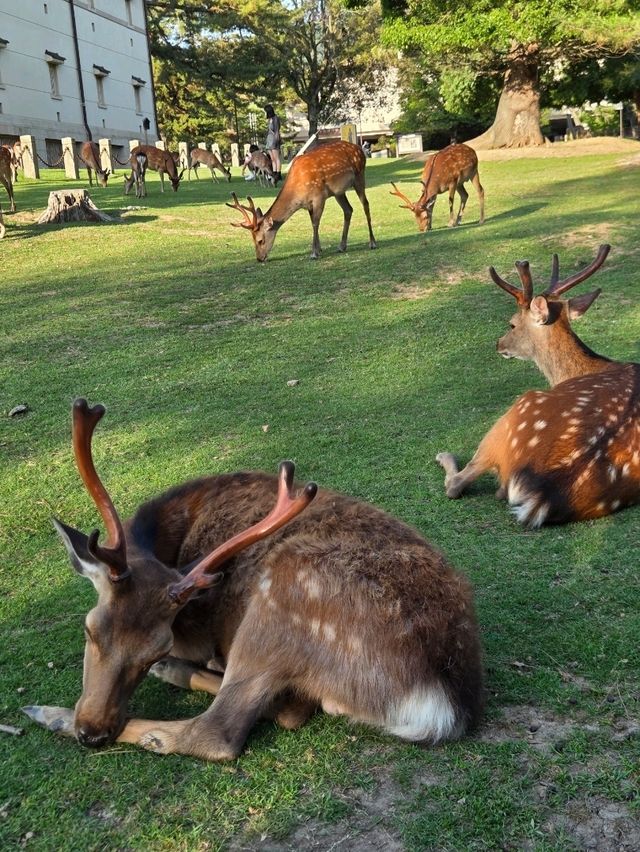 Universal Nights🌙