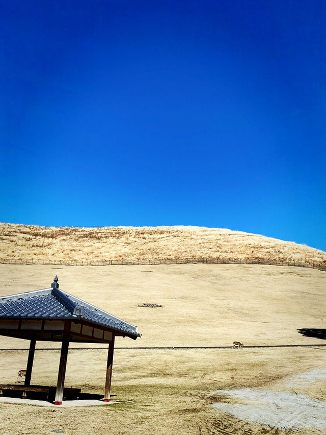 金色草原上的奈良若草山之夢 🌾🌅