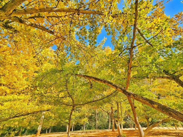 蹒跚小旅人:在南雄的鎏金童话里,接住整个秋天 蹒跚小旅人:在南雄的鎏金童话里,接住整个秋天