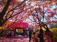 京都龍安寺秋日賞楓必到秘境🍁一場視覺與心靈的雙重盛宴