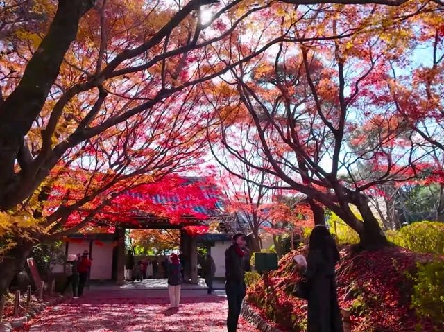 京都龍安寺秋日賞楓必到秘境🍁一場視覺與心靈的雙重盛宴