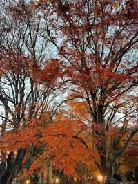 แผนการเดินทาง โตเกียว - คาวากูจิโกะ - ดิสนีย์ซี