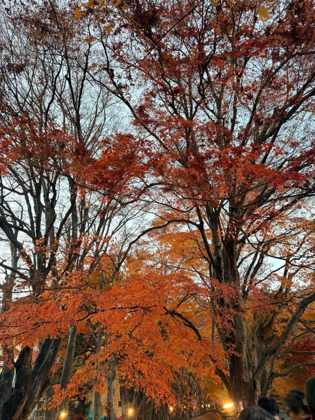 แผนการเดินทาง โตเกียว - คาวากูจิโกะ - ดิสนีย์ซี