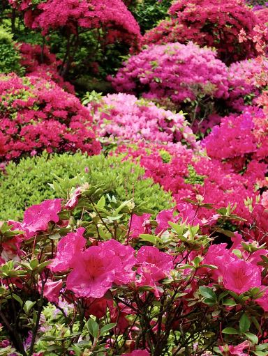 池に落ちる花びらの青のれん Nezu Azalea Garden Bursting With Color | Trip.com Tokyo