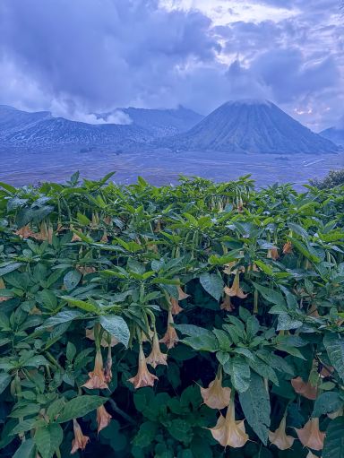 Road trip on scooter to Bromo from Malang | Trip.com Senduro