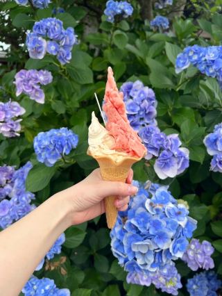 德島🇯🇵 每日新鮮手作Gelato🍦 🍨