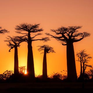 🇲🇬 Sunset in Madagascar | Where Ancient Baobabs Meet the Sky 🌅🌳