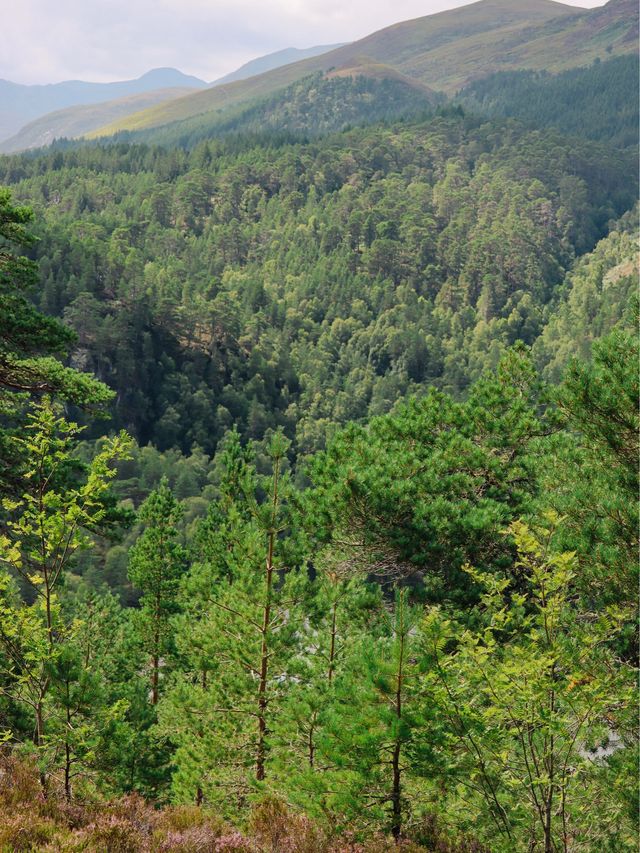 Stunning Glen Affric, Scotland🏴󠁧󠁢󠁳󠁣󠁴󠁿🌲
