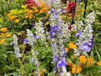 From Gardens to Wildlife: Holland Park Awaits