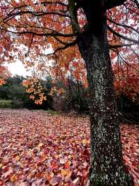 紐西蘭Rotorua 市政公園賞紅葉🍁