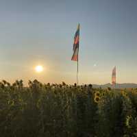 Sunflower field in Lopburi Thailand…