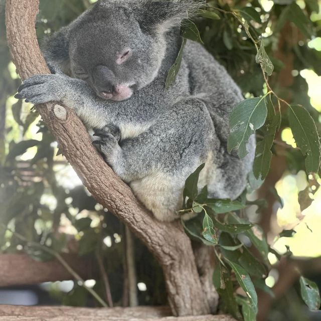 Must Visit: Lone Pine Koala Sanctuary 🇦🇺