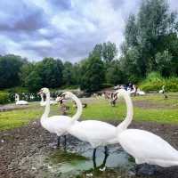 🦢探索曼城自然生態美🦆