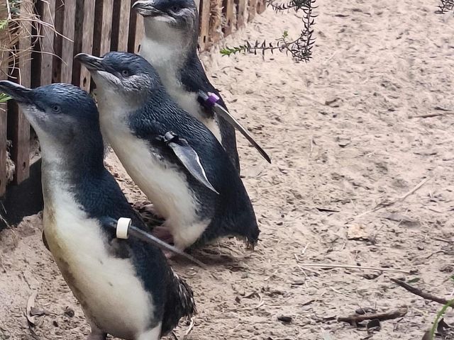 Fabulous Melbourne Zoo 🇦🇺