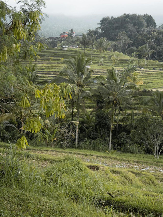 Jatiluwih Rice Terraces