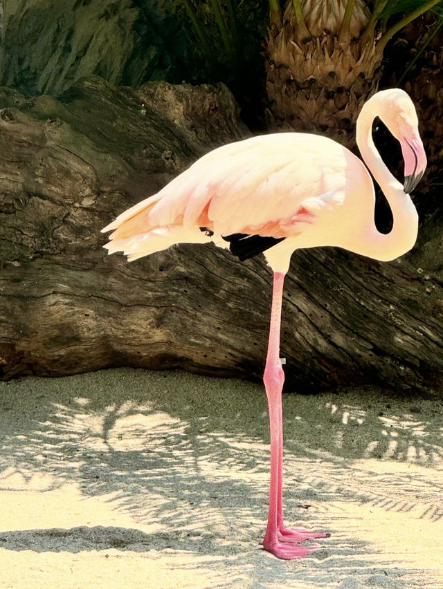 Bioparc Valencia - Spain