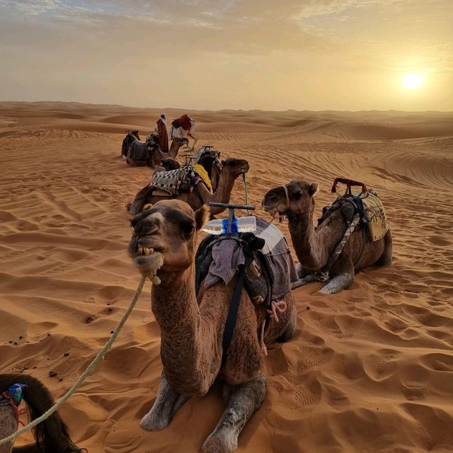 Nice camel ride in Merzouga desert