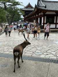 NARA, JAPAN: MY UNFORGETTABLE DAY AMONG DEERS AND TEMPLES 