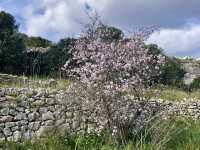 Pretty Spring Petals