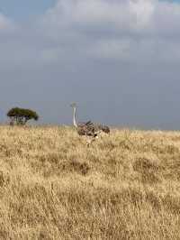 Nairobi National Park – Wildlife on the City’s Edge 🦏