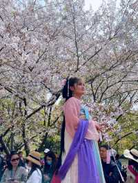 Wuxi’s Cherry Blossom Forest – What a Find!!