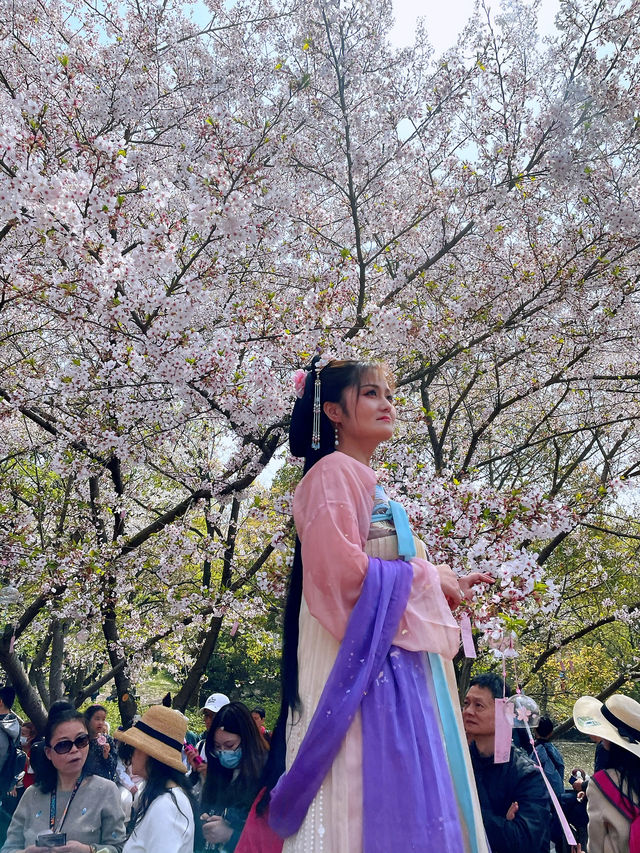 Wuxi’s Cherry Blossom Forest – What a Find!!