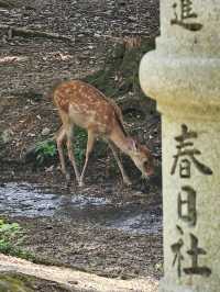 🦌 Morning or Afternoon in Nara Park? Here's What You Need to Know!