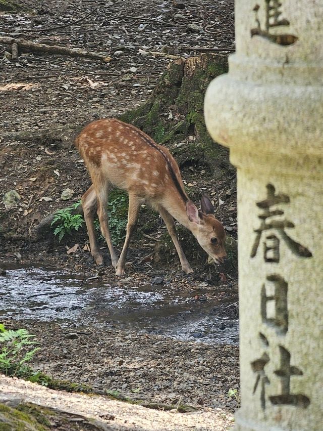 🦌 Morning or Afternoon in Nara Park? Here's What You Need to Know!