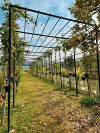 🌿🚂 Phounsouk Garden - สวรรค์ธรรมชาติ 🌿🚂