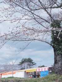 大阪直飛東北：船岡城址公園之花之丘 