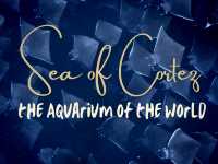 Baja California for Divers – Skip Cabo, Go Deeper 🌊🐠