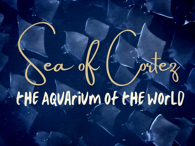 Baja California for Divers – Skip Cabo, Go Deeper 🌊🐠