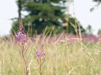 Tranquility and serenity in Freshfield 