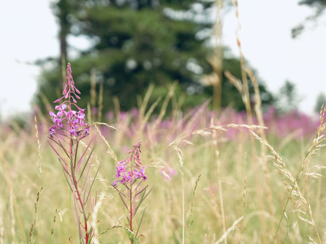 Tranquility and serenity in Freshfield 