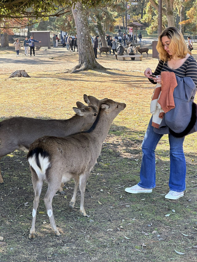 Japan Itinerary 3: Just back from a deep-dive day in Nara