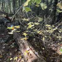 Algonquin Provincial Park