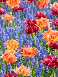 Life always needs a spring reserved for the Netherlands, to see the tulip fields.