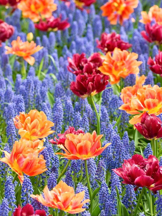 Life always needs a spring reserved for the Netherlands, to see the tulip fields.