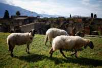 Sheep have become an important force in protecting the ancient ruins of Pompeii.
