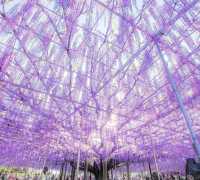 160-year-old Wisteria Waterfall * Only limited to 30 days a year around Tokyo.