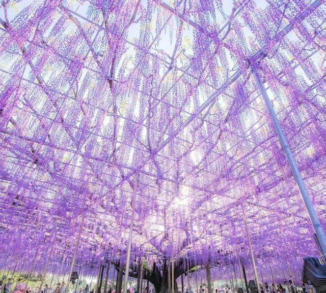 160-year-old Wisteria Waterfall * Only limited to 30 days a year around Tokyo.