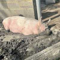 Mudchute Farm and Park - London