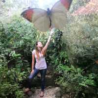 Butterfly Sanctuary in Bohol 🇵🇭