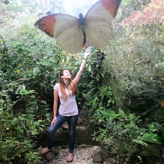 Butterfly Sanctuary in Bohol 🇵🇭