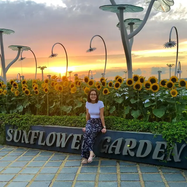 Sunrises and Sunflowers in Singapore 🌻🌞 Experiencing the Vibrant Energy of the Lion City