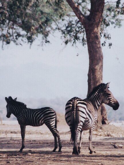 Journey into the Heart of Africa 🐘