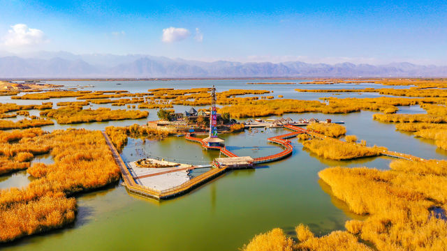 沙湖鳥國十一月鳥明星——天鵝