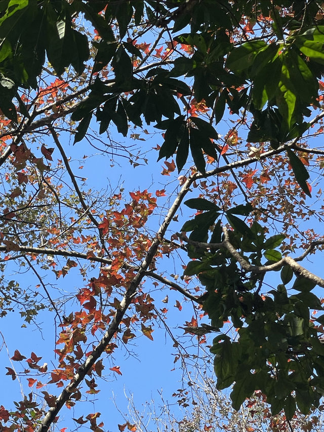 尋雲髻山紅葉