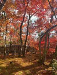 岚山寶嚴院紅葉是炸裂般存在